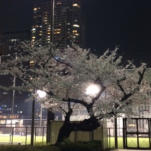 2015桜3